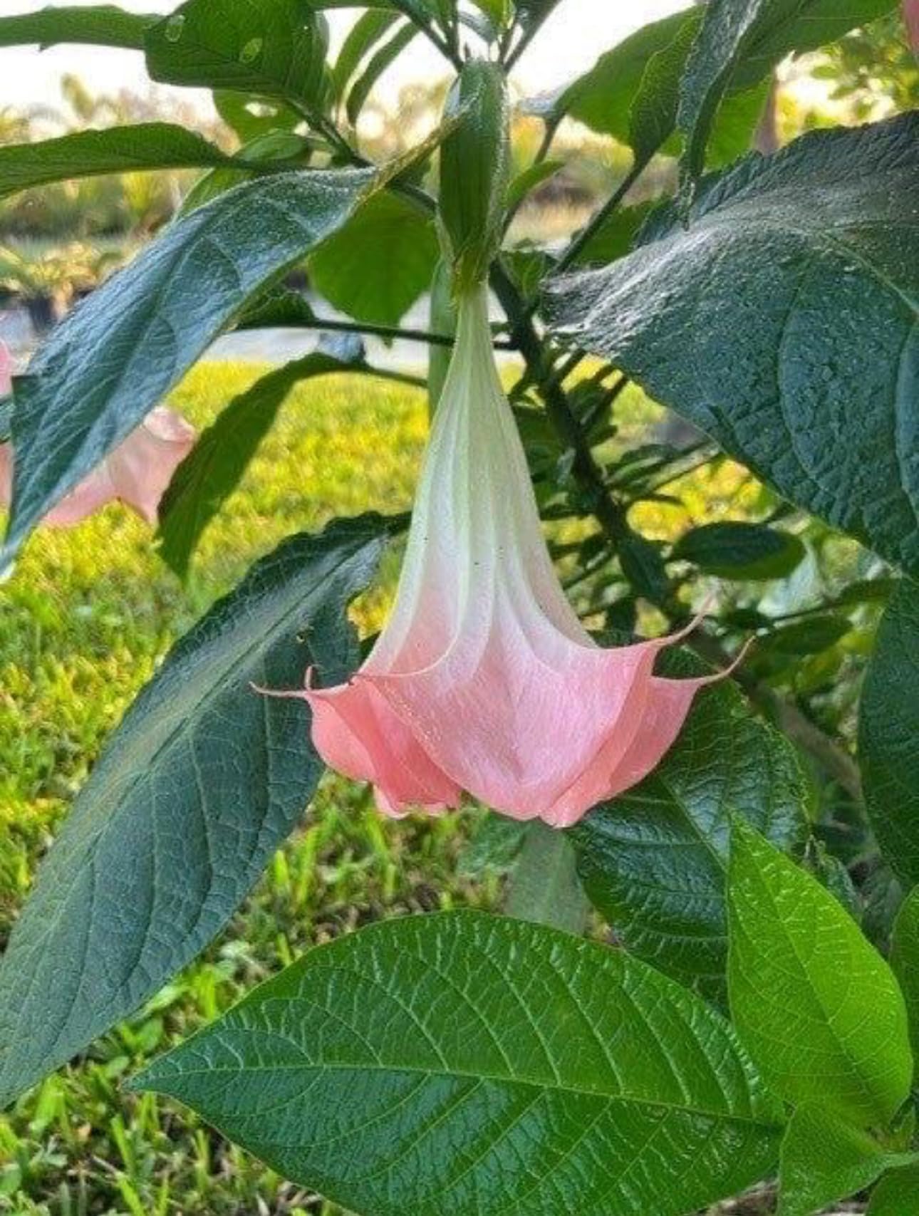 Amazon.com : Painted Lady Brugmansia – Angel's Trumpet Live Plant