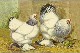 ArtDirect Chickens: Light Brahmas Unframed Art Print Giclee Poster by Wright, Lewis - Ready for Framing with Customization Sizes 10x7, 14x9, 20x13, 36x24, 48x32, and 60x40 Inches