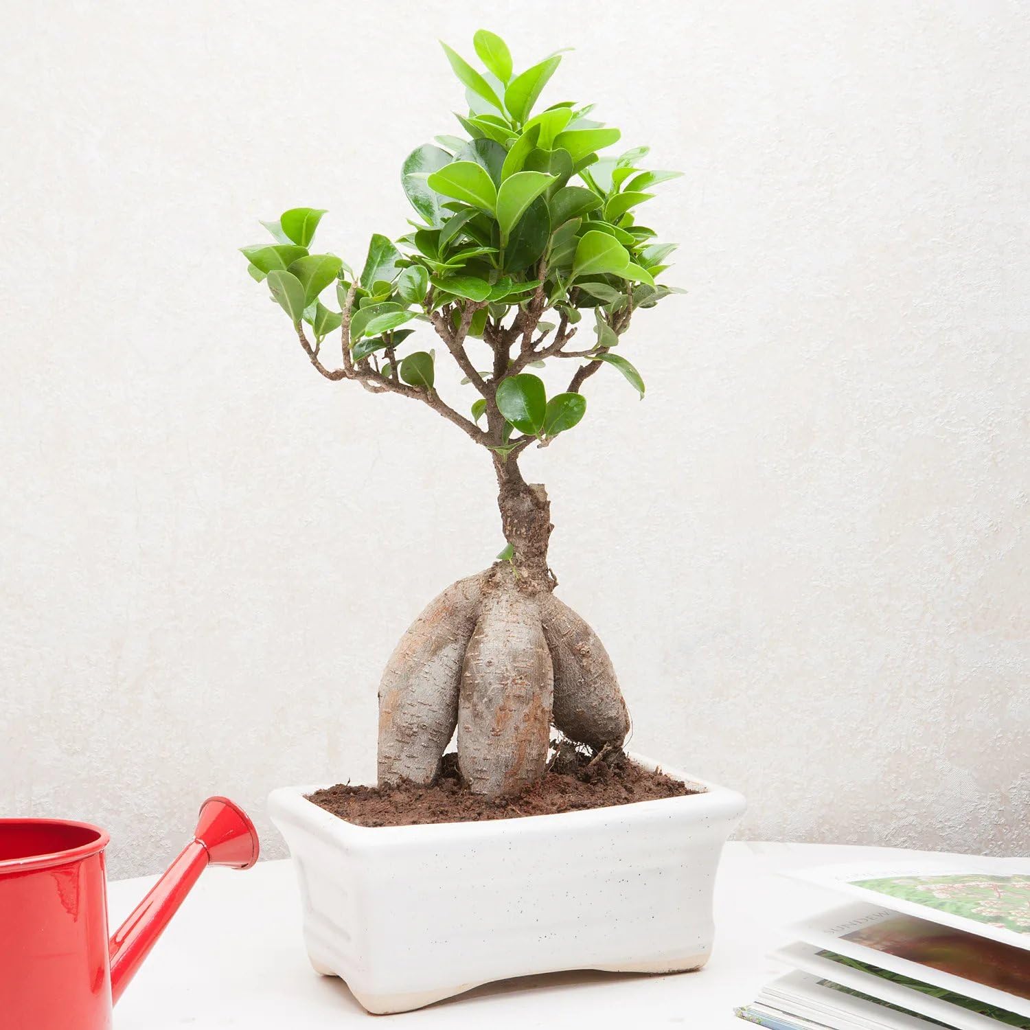 The Piante Ficus Microcarpa Bonsai Plant in White Ceramic Pot | Live Bonsai with Pot | Real Bonsai 3 Years Old | Indoor Bonsai | Outdoor Bonsai Plant | Indoor Decor