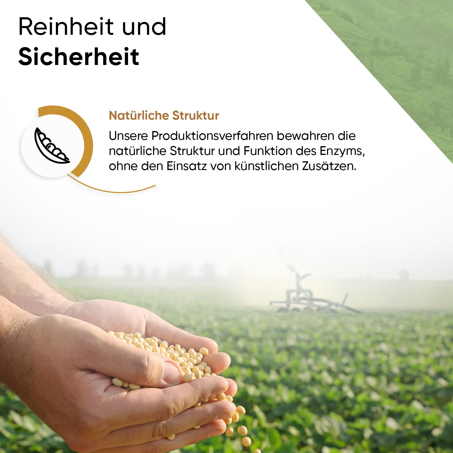 Nattokinase 365 Kapseln mit 2000 FU pro Tagesportion aus GMO freiem Soja inklusive Pillenbox 12 Monate Vorrat 100% vegan reine Rezeptur geprüfte Qualität