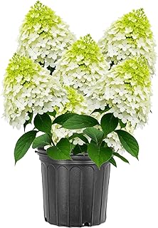 Set 2 Bare Roots Limelight Hydrangea Plants and No Leaves for Planting, Hydrangea Flower Trees for Outdoor Garden 1 to 2 Ft Tall, Dormant in Winter