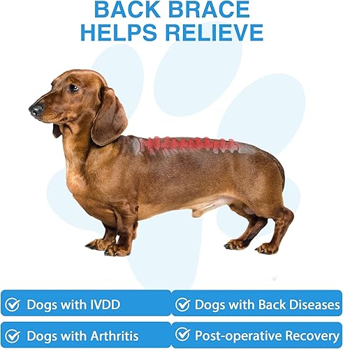 Miniatura 5 de Soporte de espalda para perro para IVDD, molestias en las articulaciones, arnés de apoyo pequeño para recuperación de perro salchicha, alivio