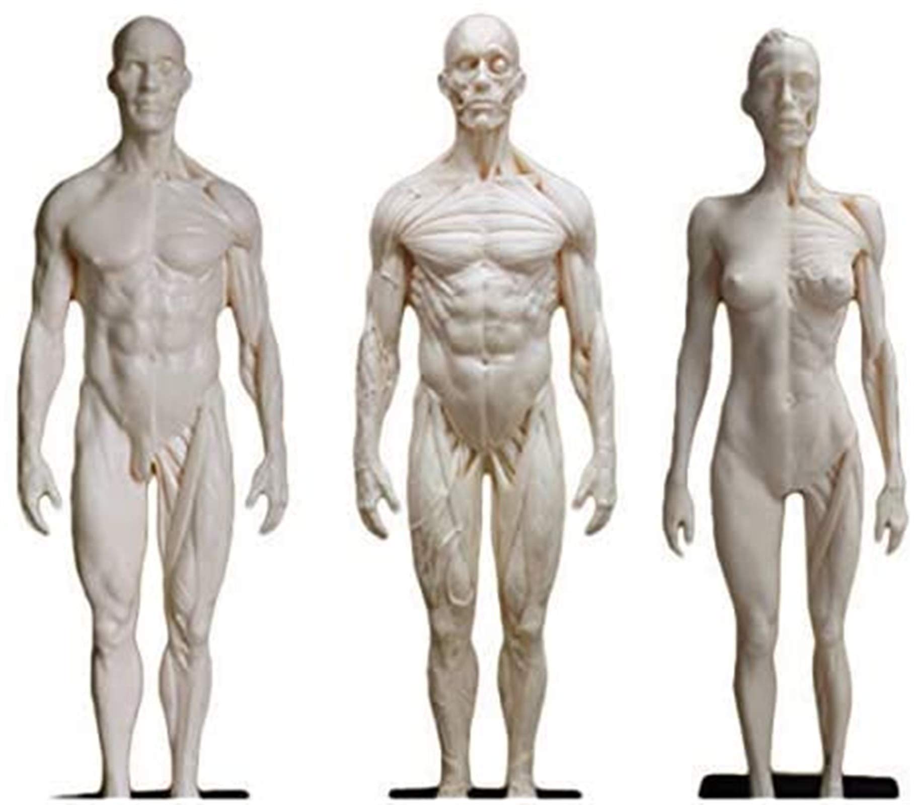 Buy Anatomy Model, Educational Model 11 Inch Human Anatomy Figure