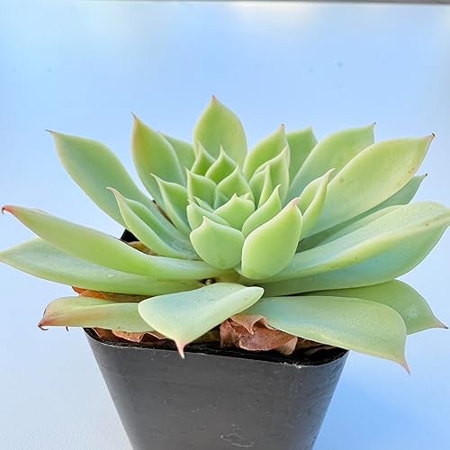 Miniatura 6 de Plantas suculentas vivas, variedades surtidas en dos tamaños de maceta, plantas de fácil cuidado para interiores y exteriores, GNEM (Echeveria 'Blue