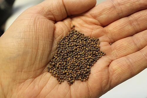 Miniatura 3 de Bola de nieve de coliflor 600 semillas (Brassica oleracea botrytis) Sin OMG - reliquia - Polinizado abierto