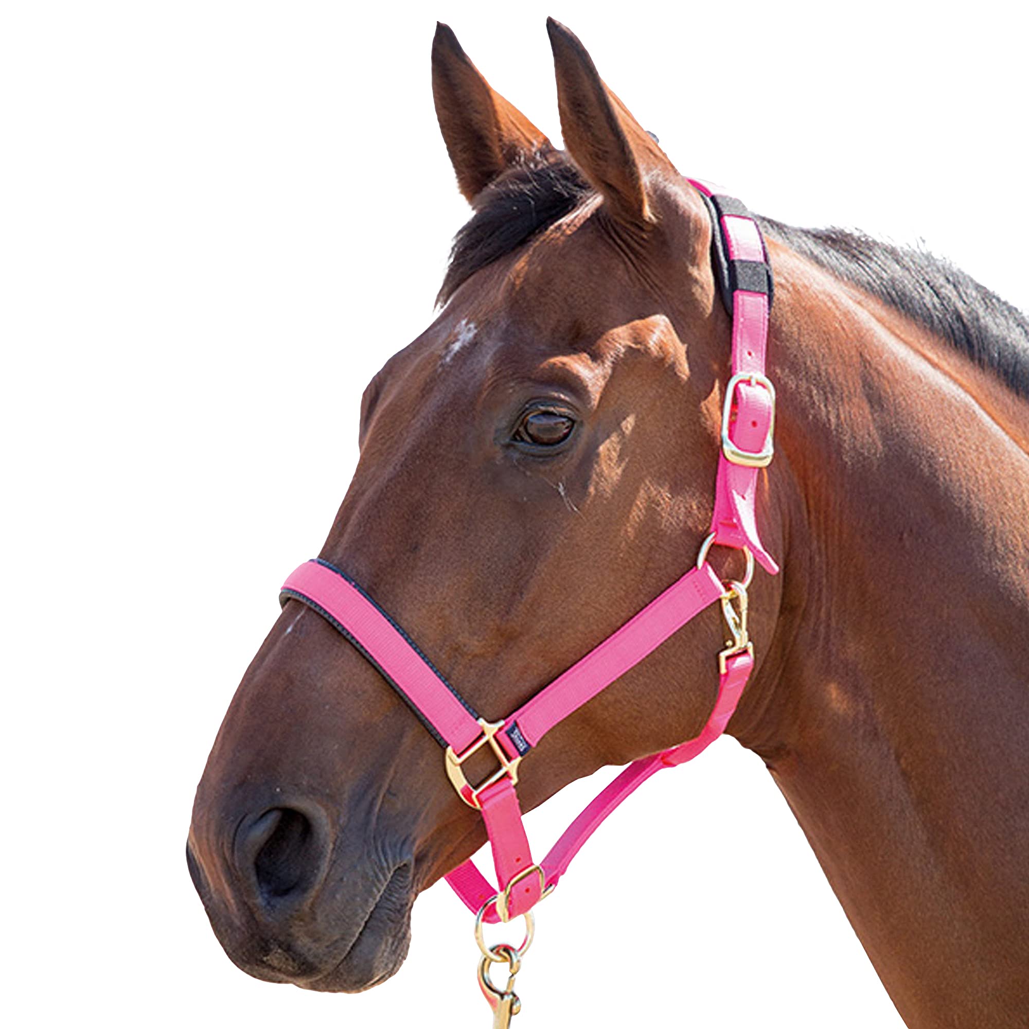 Shires, brigilia Topaz 387 in nylon, Blue, Cob