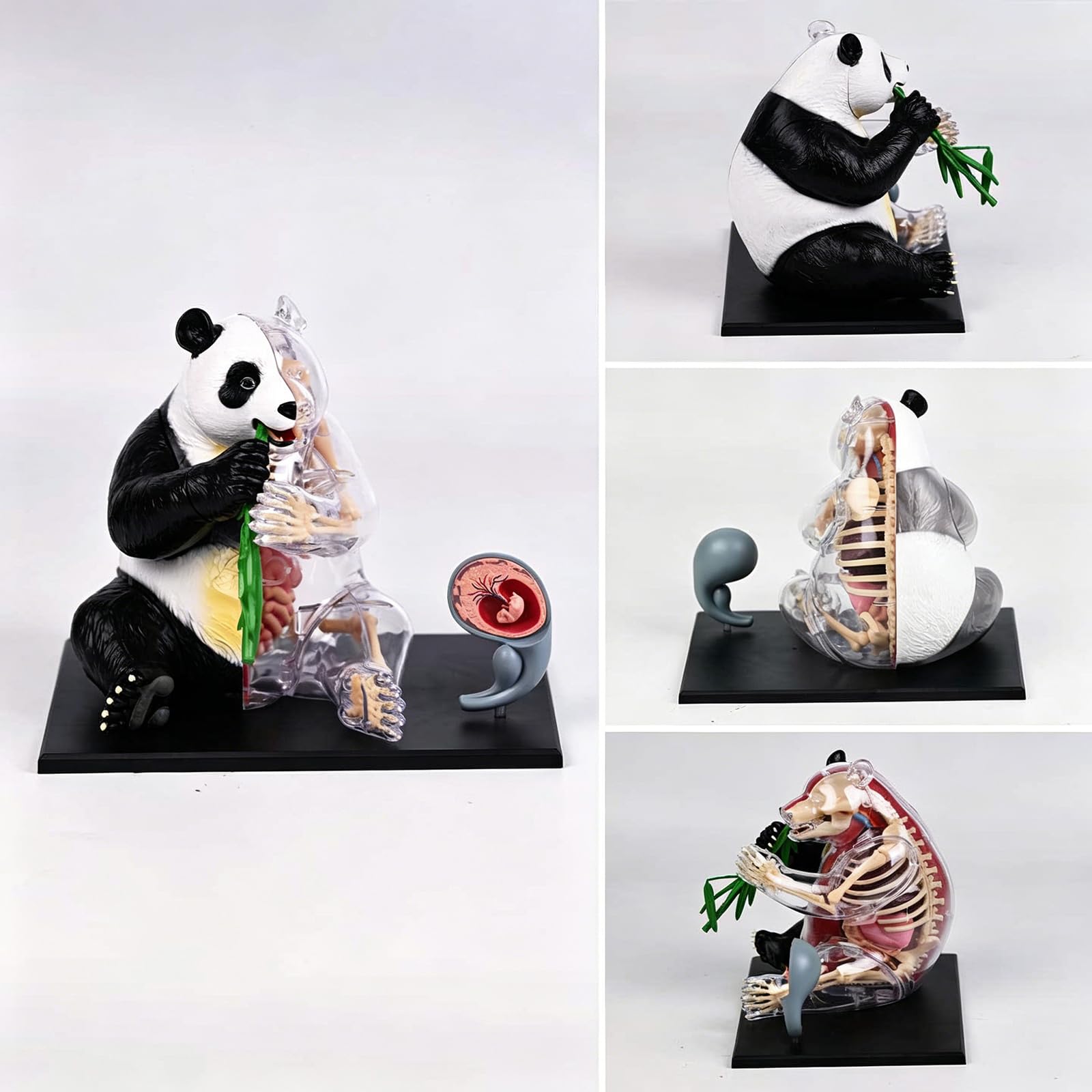 Coinvolgente modello organo panda struttura corporea modello dissezione anatomica per gioco educativo e lo sviluppo negli studenti Giocattolo scientifico per bambini