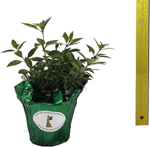 Miniatura 7 de Firefly - Arbusto de fuego rojo escarlata enano, Hamelia Patens cv, planta arbustiva viva, flor naranja amarilla, Emerald Goddess Gardens - Starter