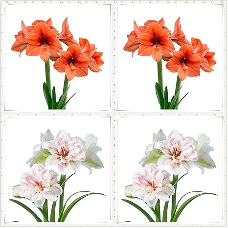 Amazon アマリリス園芸植栽 数多くのデザイン 神秘的 春の庭の植物 見栄えが良く 独特の色 の花 咲く花 庭で育てる 新鮮で魅力的 春の花が満開です 周囲12 16センチ B アマリリス球根 4 球根 花