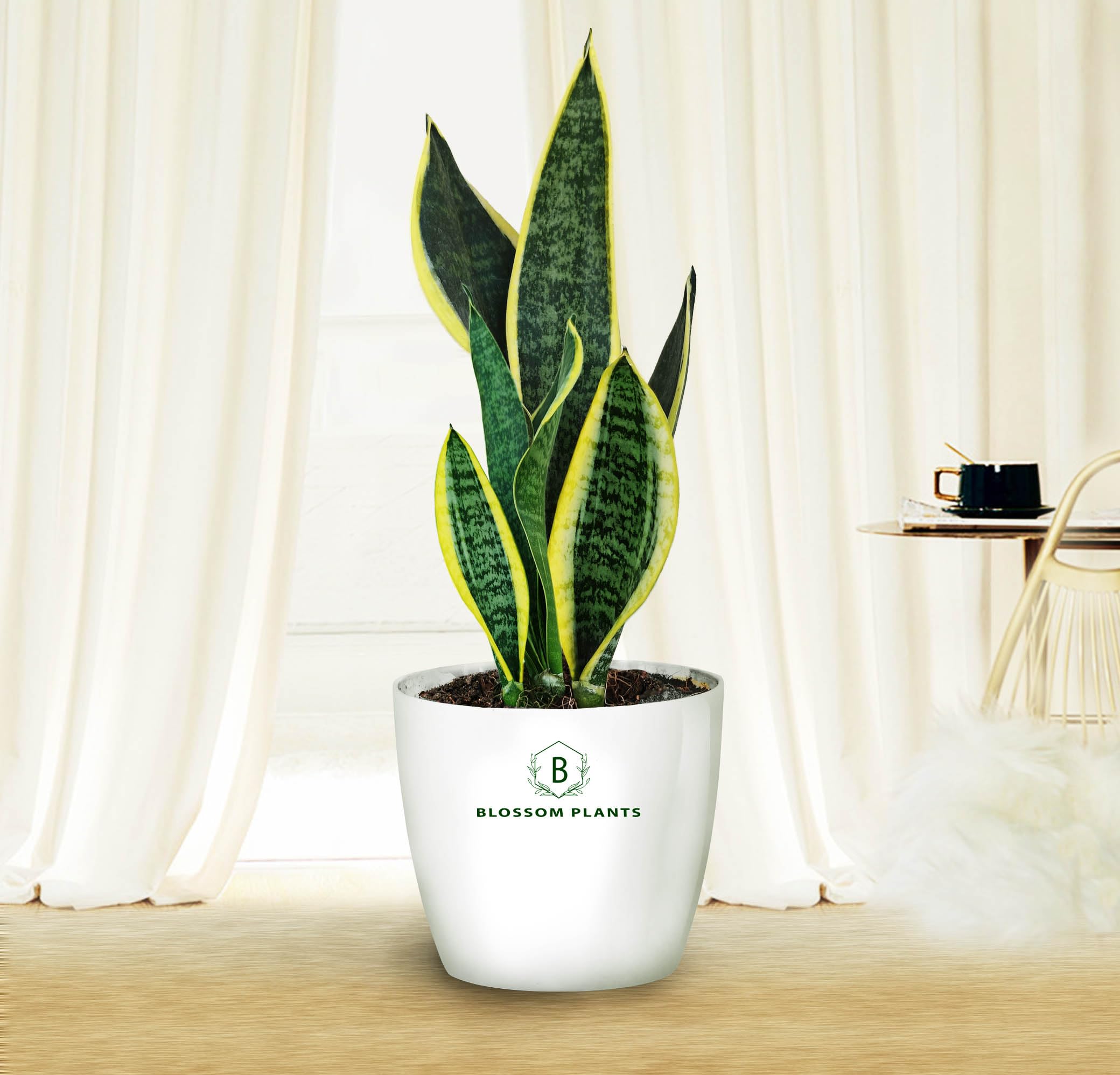 BLOSSOM Plants Snake Plant (Sansevieria Laurentii) Live Plants with white Pot, Best for Home, Office & Garden. (B0CVF7QT59) Amazon Price History, Amazon Price Tracker