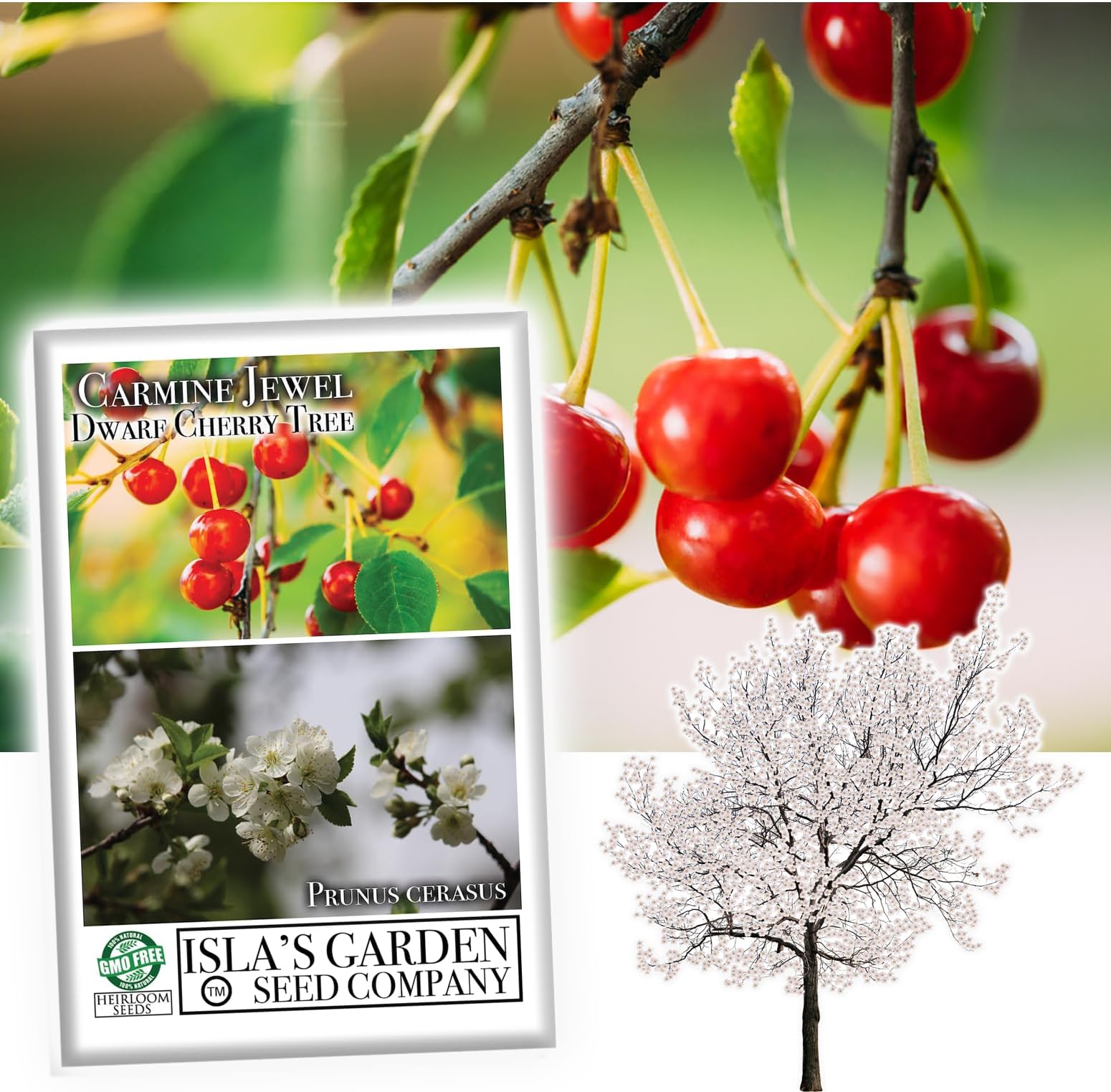 Carmine Jewel Dwarf Cherry Fruit Tree Seeds, 20 Seeds Per Packet, (Isla's Garden Seeds), Non GMO & Heirloom Seeds, Botanical Name: Prunus avium, Great Home Garden Gift