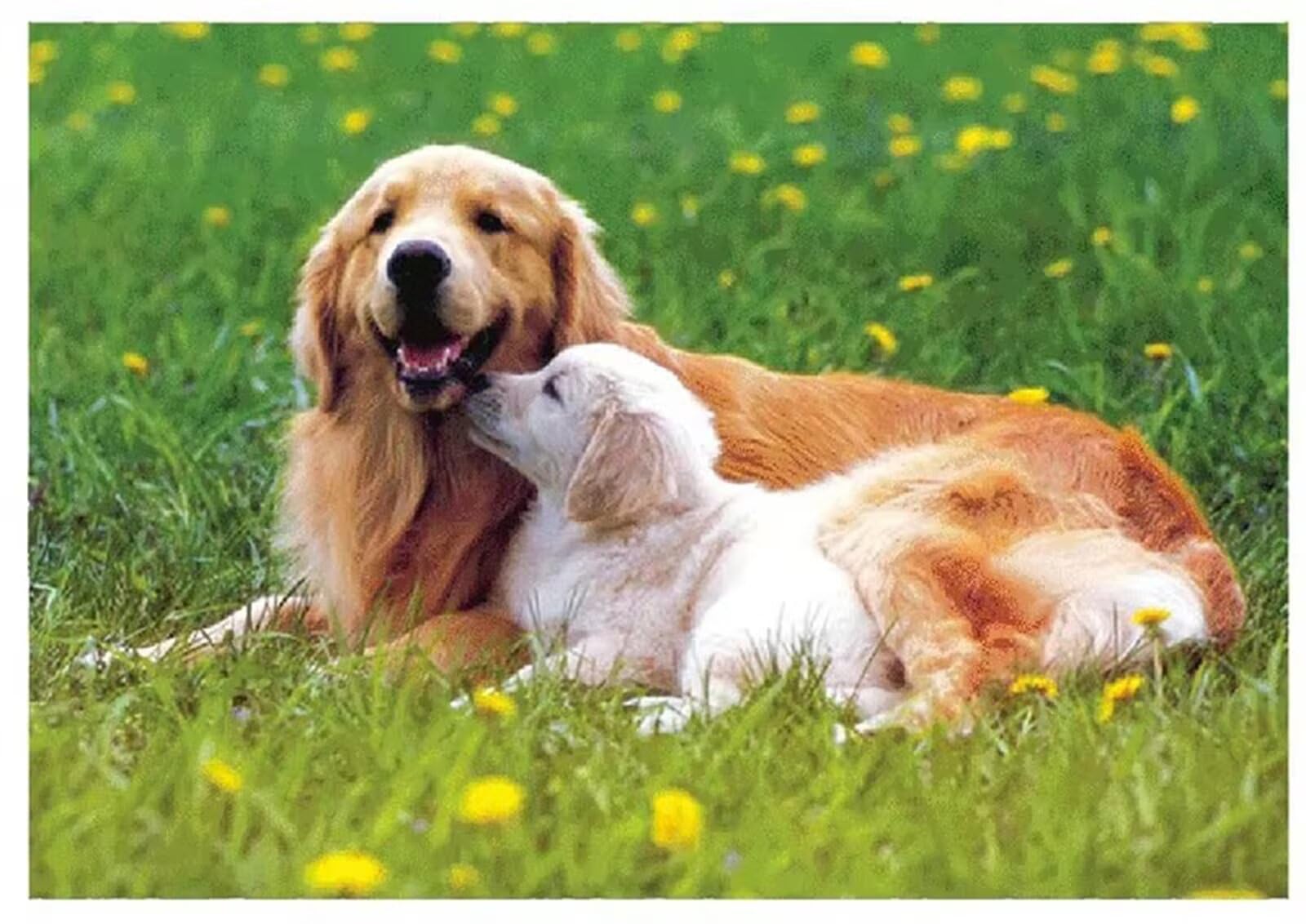 Cani Carini Dorati Puzzles 2000 Pezzi per Adulti, Challenge Gioco Educativo per adulti, puzzles per Gioco Familiare, Giochi Rilassamento e Intelligence, puzzle 2000 pezzi 100 x 70 cm