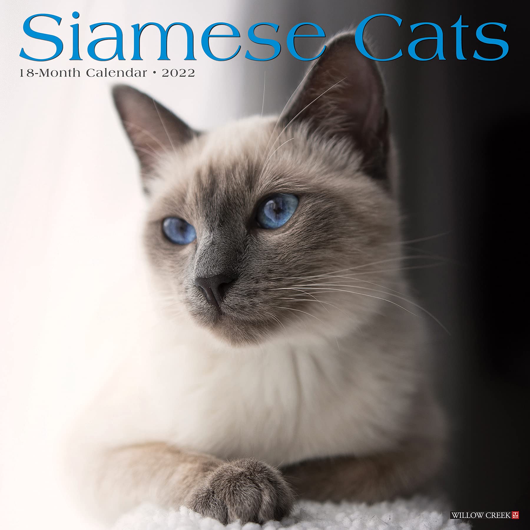 Siamese Cat Months ubicaciondepersonas.cdmx.gob.mx