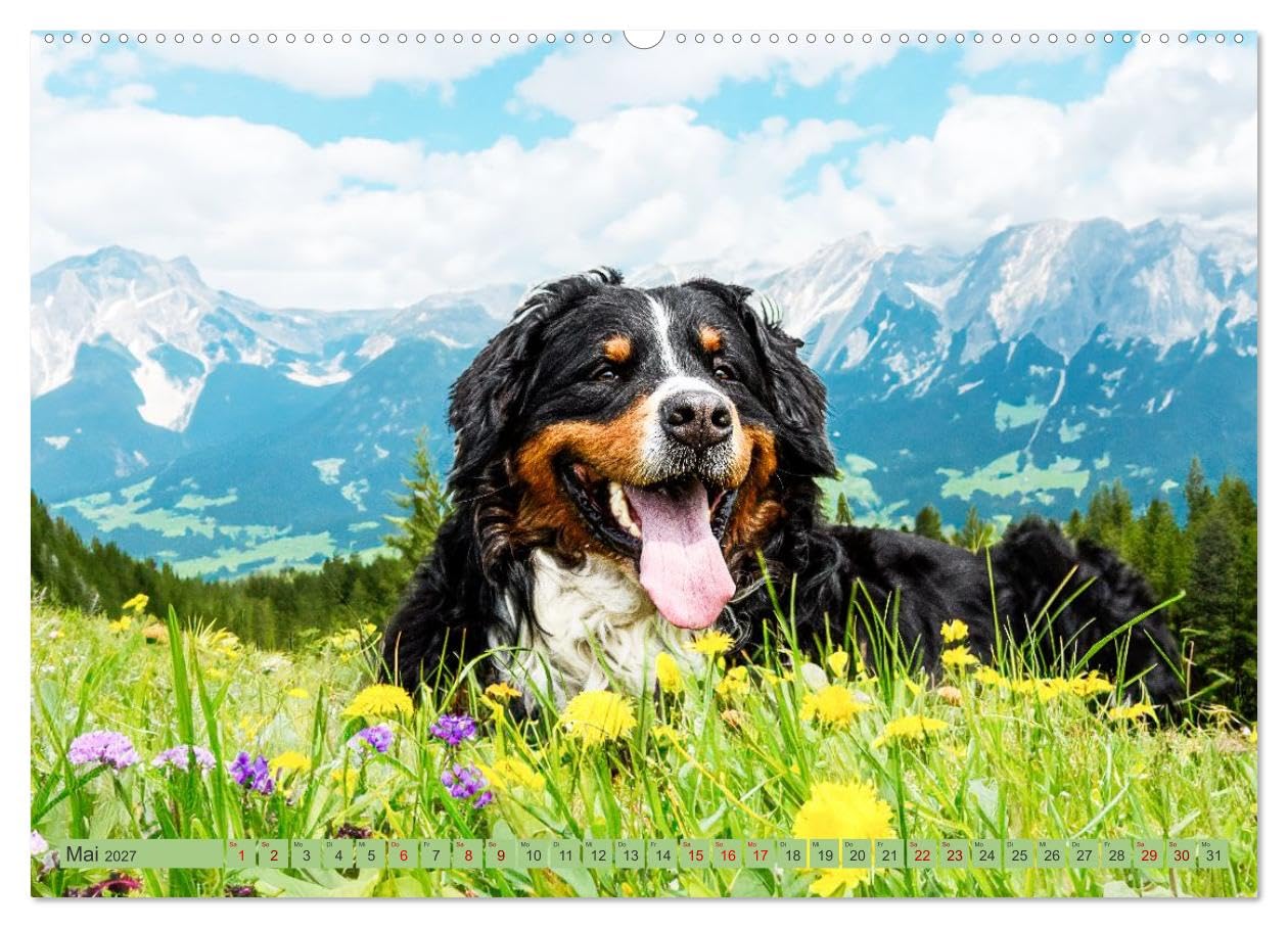 CALVENDO - Berner Sennenhunde - Mit jedem Blick ein Stück Geborgenheit (Wandkalender 2027 DIN A2 quer), Monatskalender: Bilder die Herz und Seele berühren