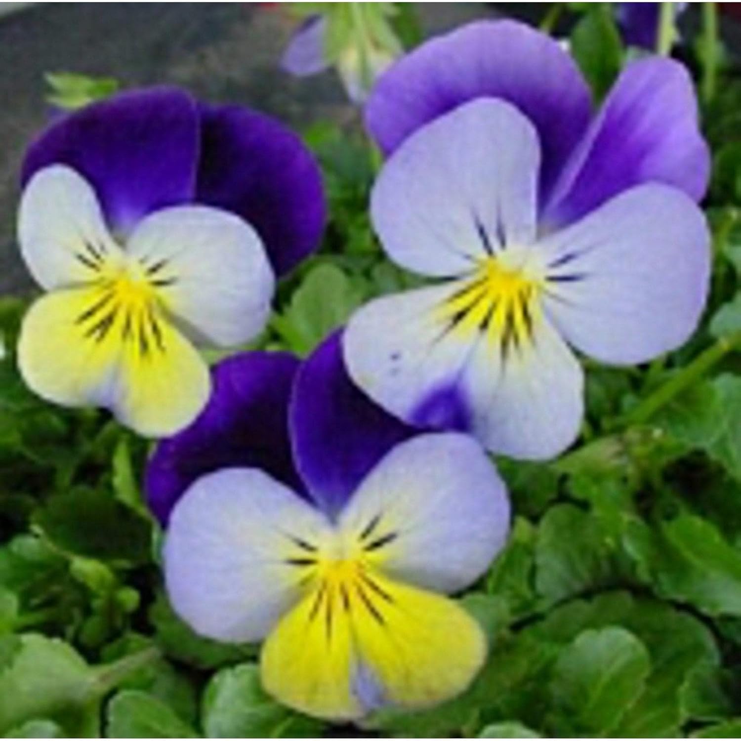 Johnny Jump Up Flowers (Viola Helen Mount) Seeds Musical