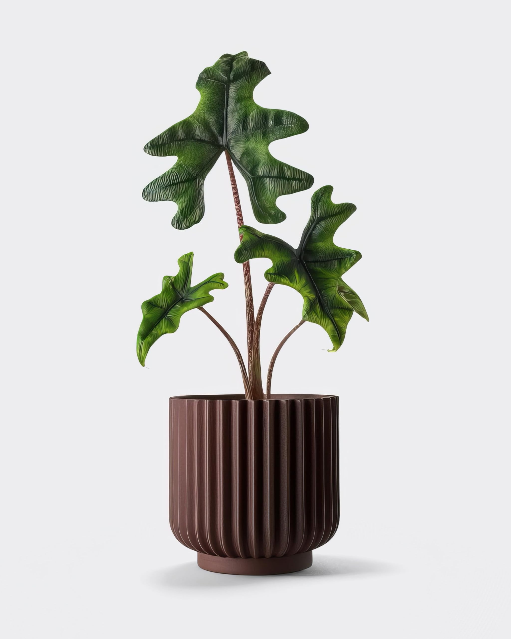 Alocasia Jacklyn - 12cm Topf x 30cm Höhe, tropische Zimmerpflanze, frische Topfpflanze, grüner Blickfang für Wohnzimmer, Bad, Büro, exotisches Blattmuster, natürliche Zimmerdeko