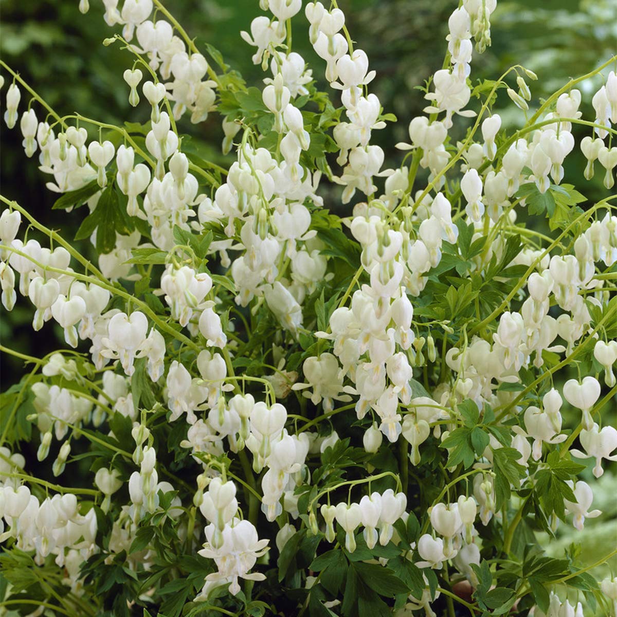 Van Zyverden Bleeding Hearts Alba Root