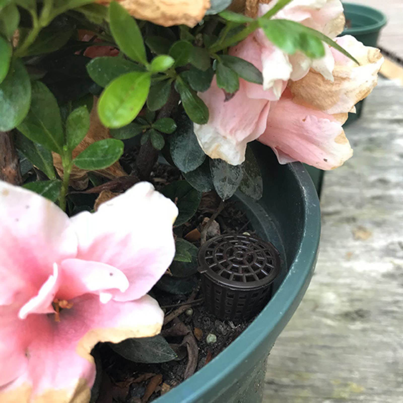 Gele bladeren bij orchideeën : oorzaken