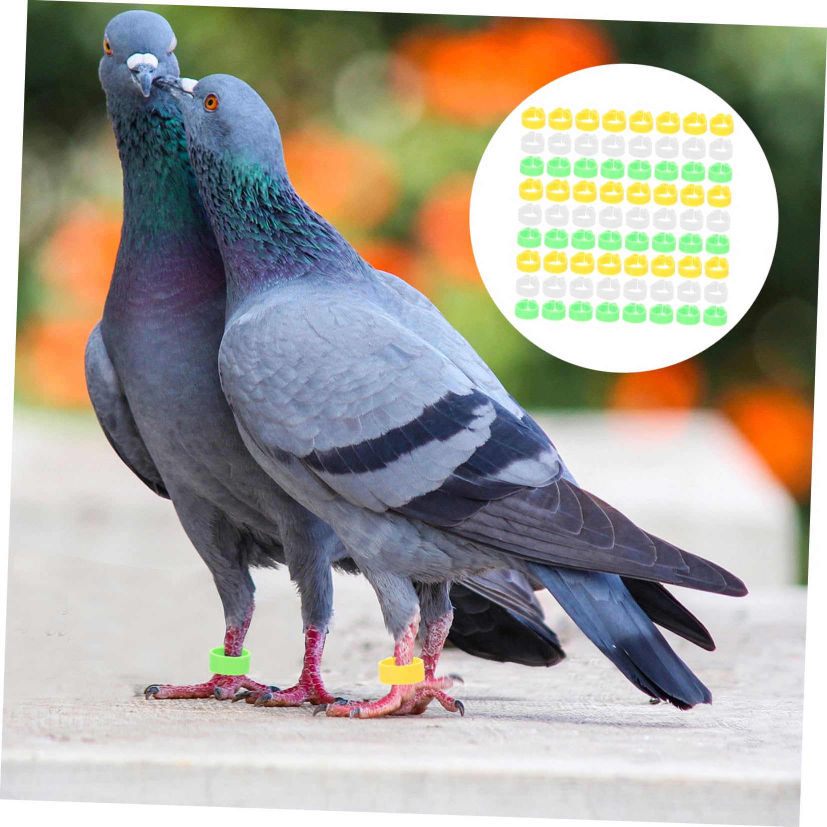 FRCOLOR 1200pezzi Anelli Identificativi per Piccioni e Pappagalli Anelli Leggeri Plastica Colorati per Uccelli Utensili per Segnalazione e Gestione Avicola Facile Applicazione e Rimozione