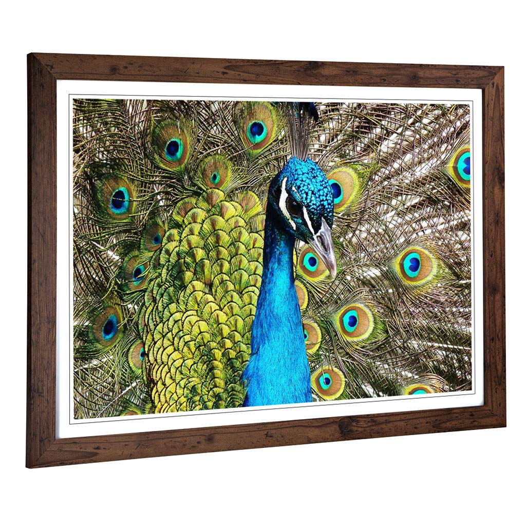 Big Box Art Framed Print of Peacock Bird Design | Wall Art Picture | Home Decor for Kitchen, Living, Dining Room, Lounge, Bedroom, Hallway, Office, Walnut, A2 / 24.5x18 Inch / 62x45cm