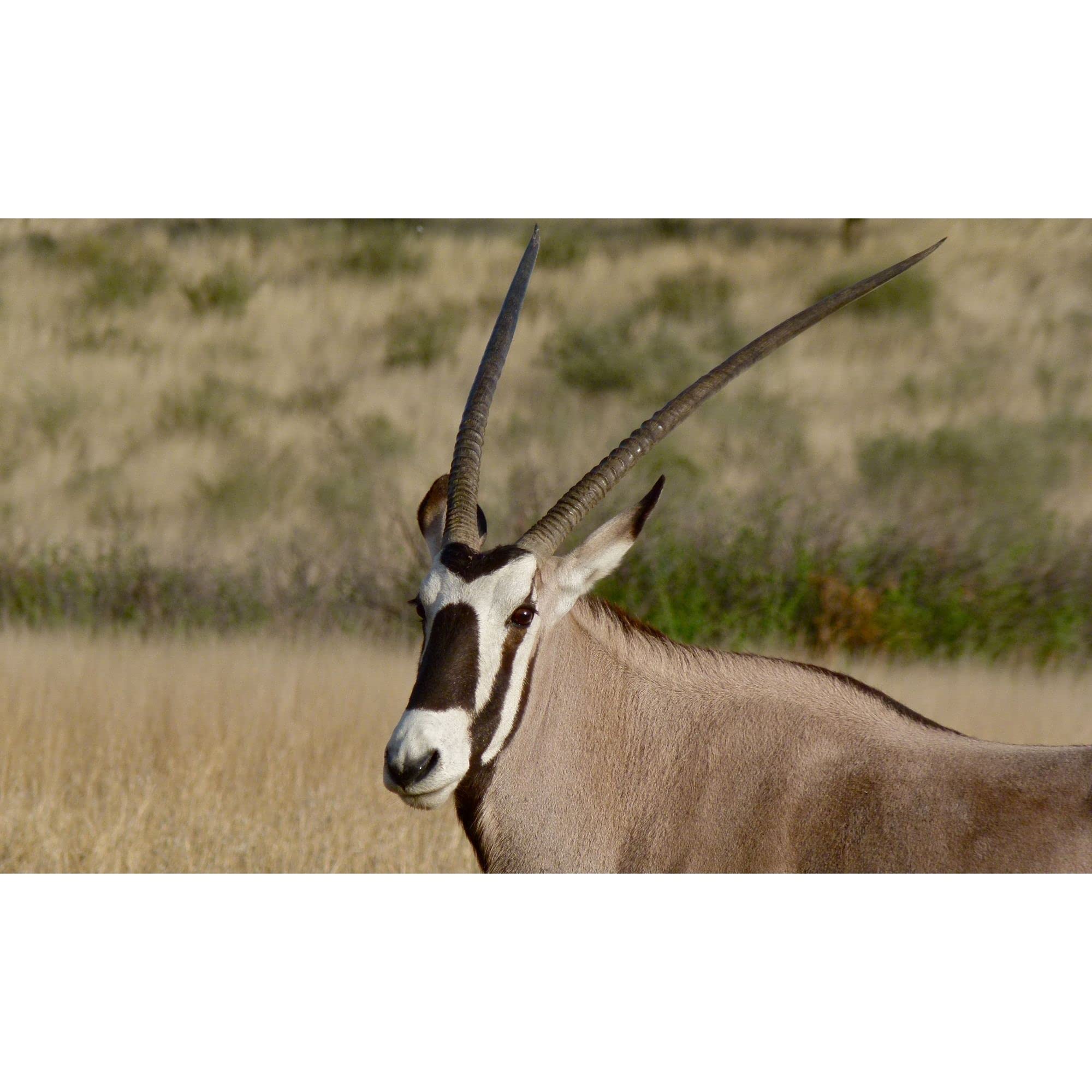 Koscheres Shofar Gemsbok Oryxhorn Original aus Israel (71,1 cm - 76,2 cm) gestimmt und getestet