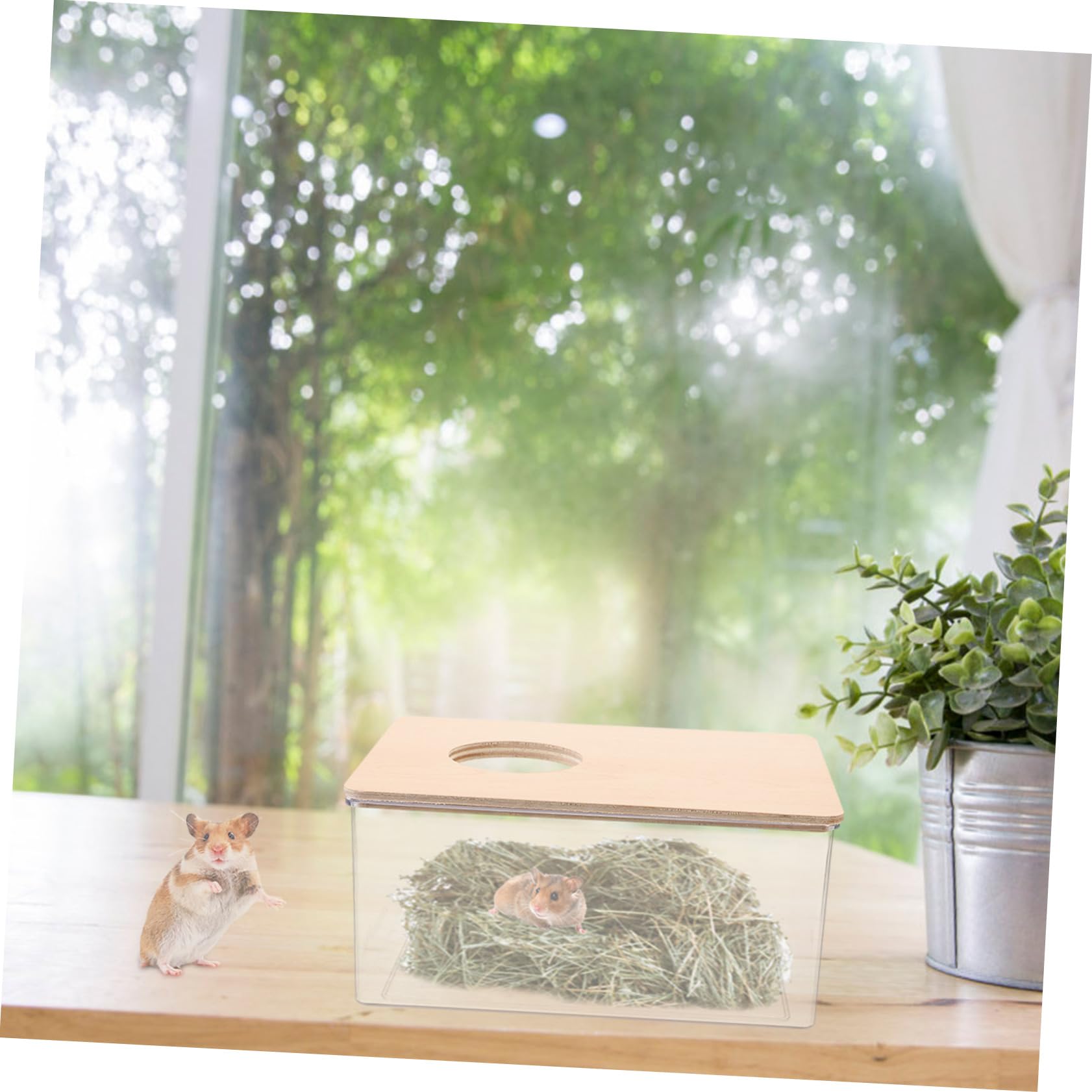 POPETPOP Transparente Hamster Sandbadebox Groß aus Acryl und Holz
