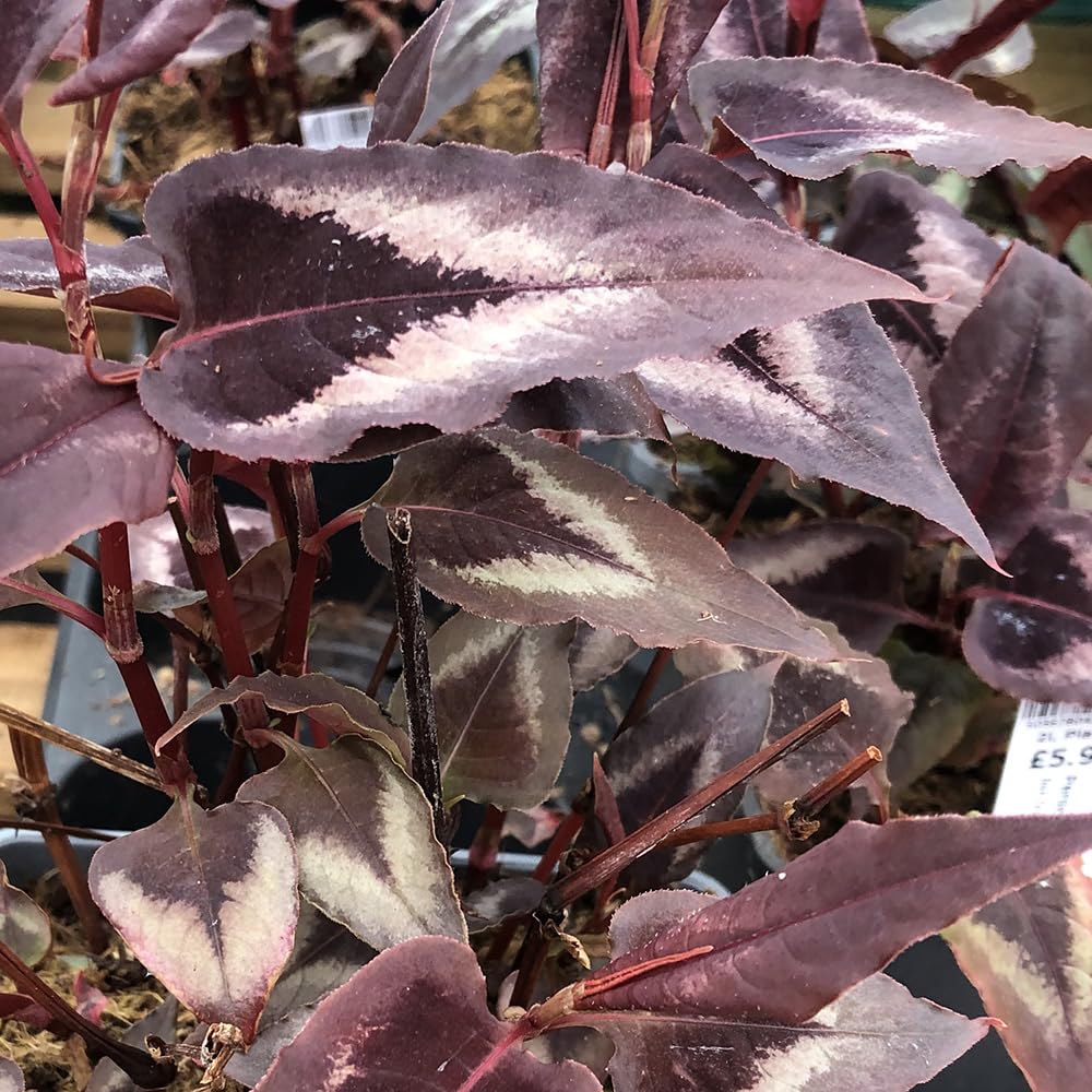 Persicaria 'Red Dragon'. 2L Plant. Exotic plant for foliage. Ideal for patio pots or jungle plantings. Available from Bedwen Plants