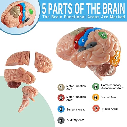 Miniatura 3 de NEW HORIZON Modelo de cráneo de anatomía 15+5 piezas de anatomía humana cráneo despiezado cráneo desmontable tamaño de palma mini modelo de cráneo