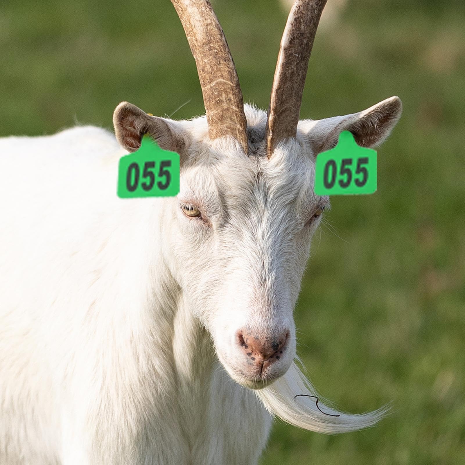 Étiquettes d'oreilles de vache | Étiquettes de marquage du bétail, 001 à 100 étiquettes d'identification d'animaux avec applicateur pour la gestion du bétail, les bovins, les chèvres et les programmes