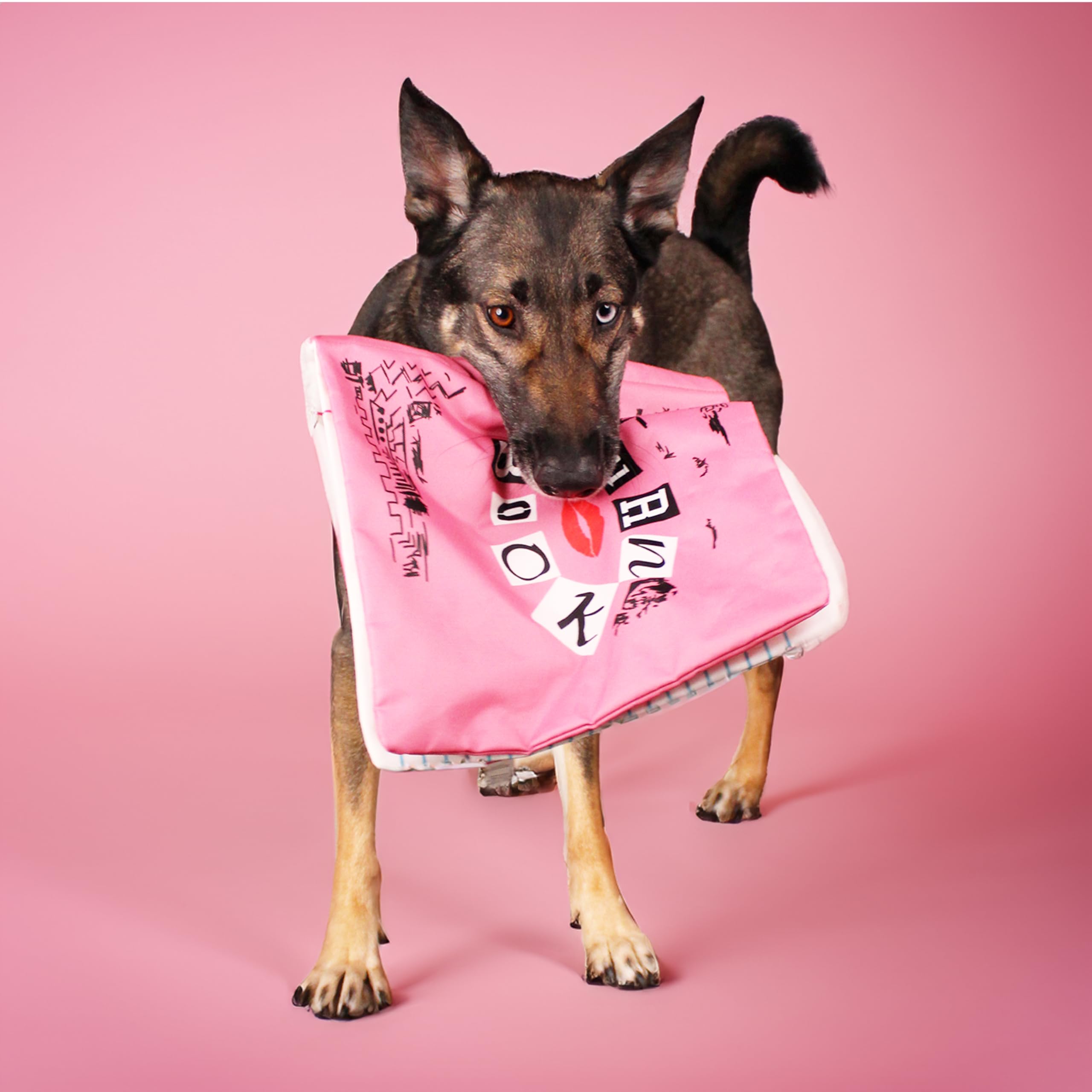 Pet Supplies : design LAB, Inc. Mean Girls Official Merchandise