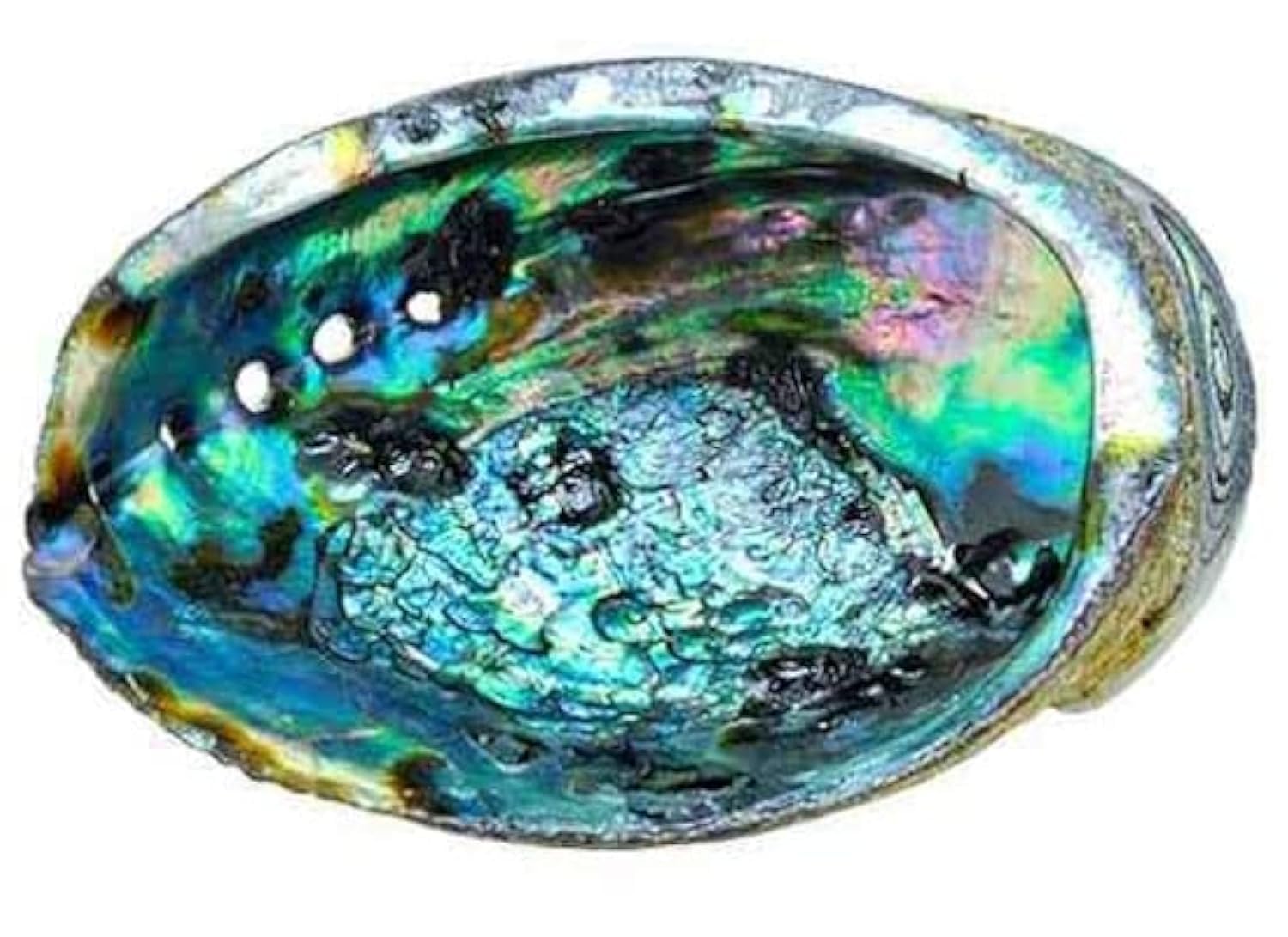 Natural Abalone Shell 5-6 Inches