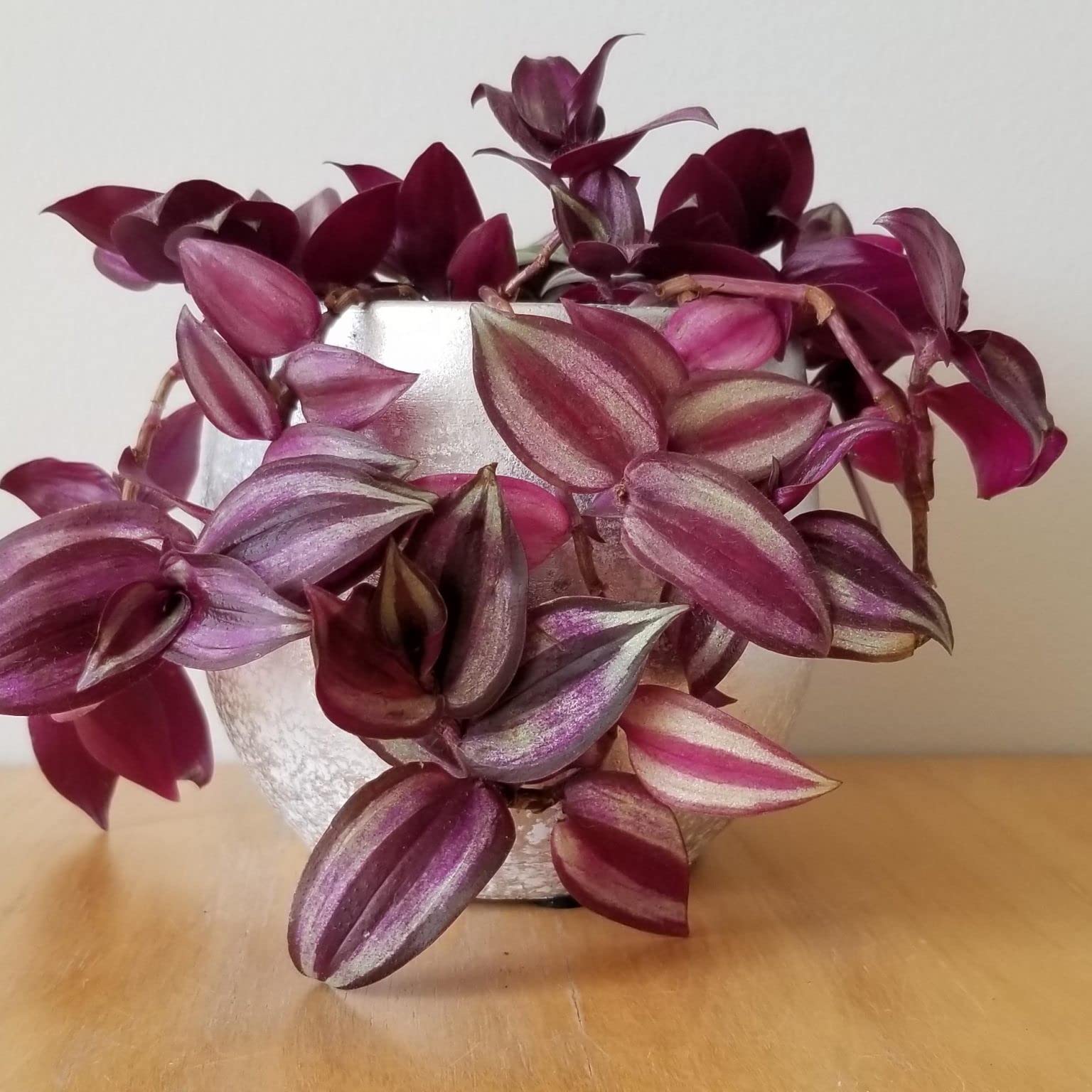 Easy Care houseplant Tradescantia zebrina Purple Passion Wandering Jew houseplant in a 12cm Pot