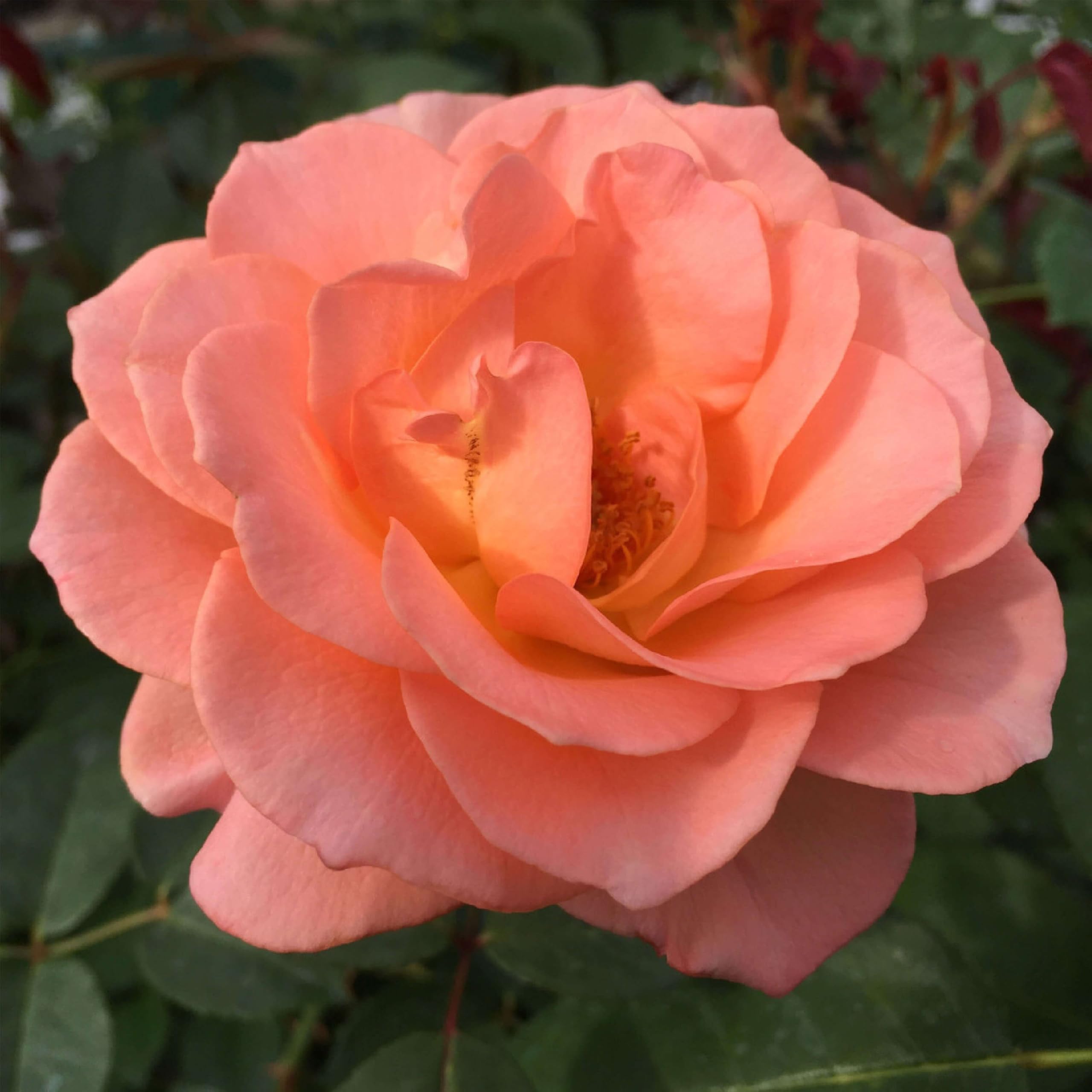 Amazon.com : Heirloom Floribunda Roses, Live Own Root Plant for