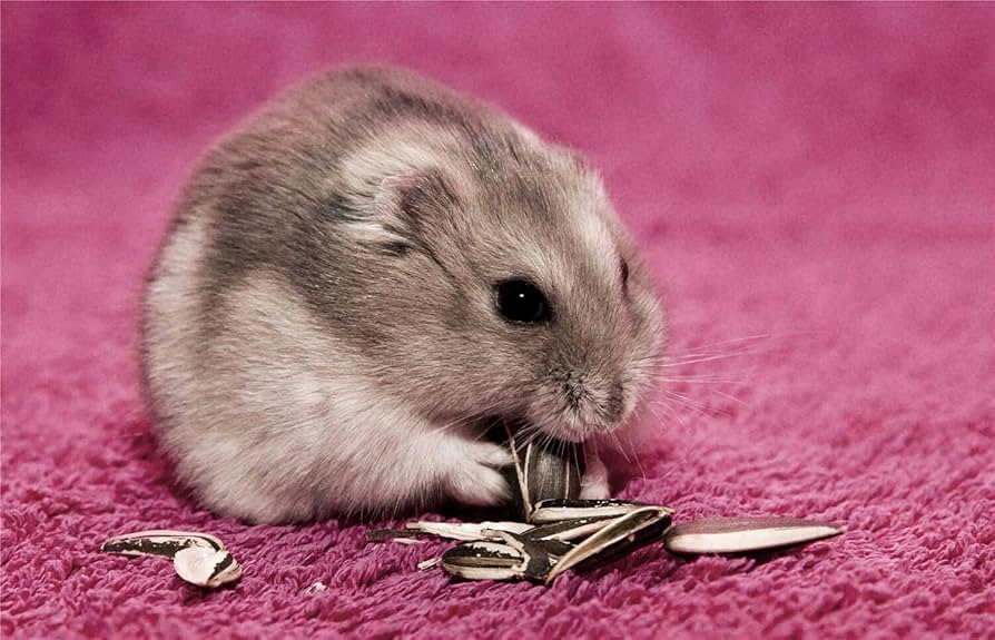 Amazon.co.jp: ヒマワリの種を食べるハムスター大人の子供のため