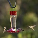 More Birds 35IN-RUB Oiseaux santé Ruby verre Colibri nourrissant avec la tourte de la fourmi - 10 oz