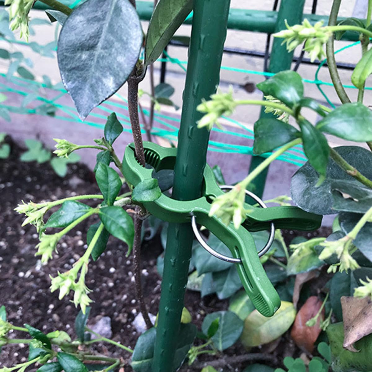 Clip per Piante Pomodoro 60pezzi, Sostegno per Orchidee e Piante Rampicanti, Clip di Fissaggio in Plastica Leggera per Giardino e Terrazza