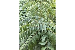 Curry Leaf Plant Live in Pot: A Kitchen Essential