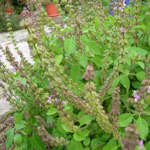 Semillas de albahaca silvestre (Clinopodium vulgare) Más de 20 semillas de hierbas medicinales raras en cápsulas de semillas congeladas para el