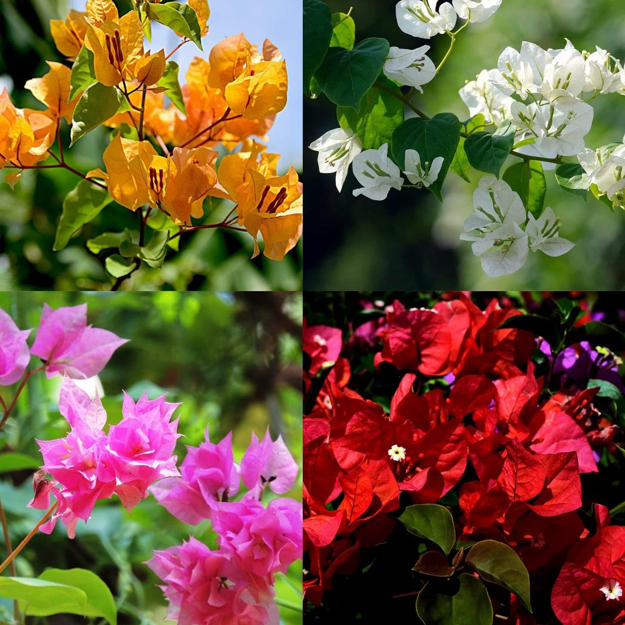 Gurveplantationi - Set of 4 Combo Red, Yellow, White & Pink Colour Bougainvillea Flower Live Plants & Tree(1-2 Feet Size) (Pack of 4 Colour) (B0DFQH1LBH) Amazon Price History, Amazon Price Tracker