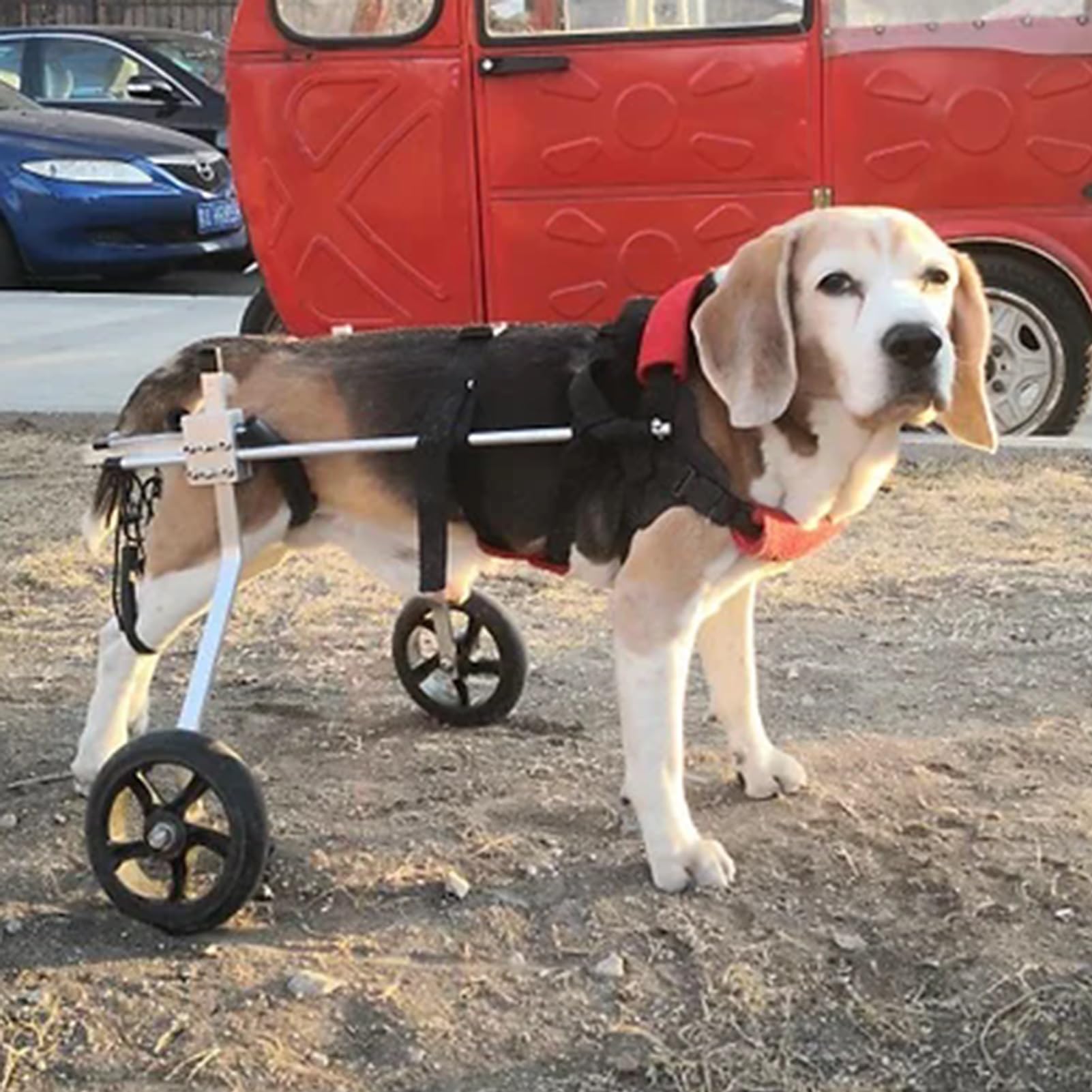 Silla de ruedas para perros con problemas en las patas traseras