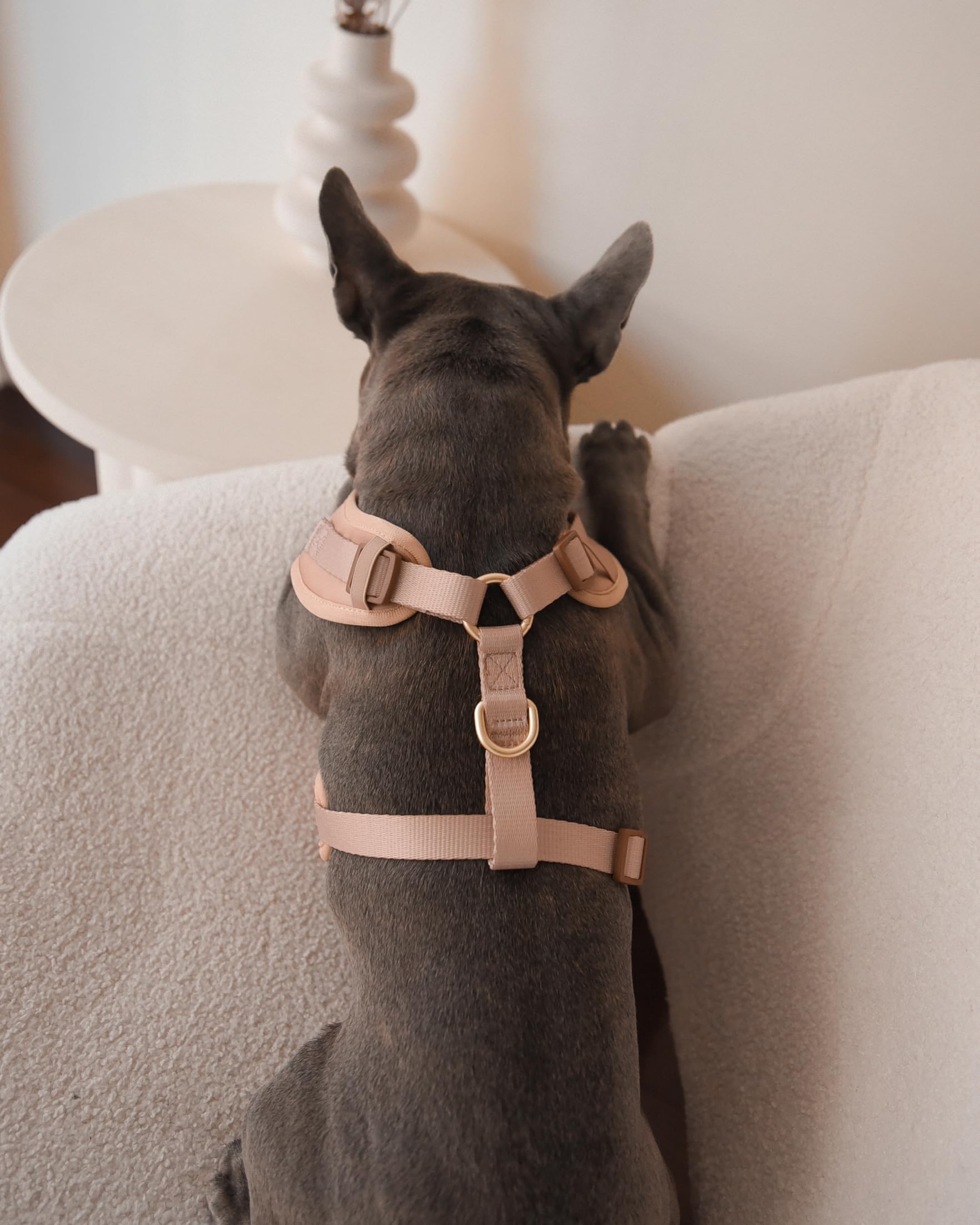 PETs R US Arnés de neopreno para perro, diseño deportivo, pequeño, mediano, grande, sin tirones, ajustable, transpirable, ligero para mascotas (XS: cuello = 10.6-14.2 pulgadas/pecho = 14.2-18.9