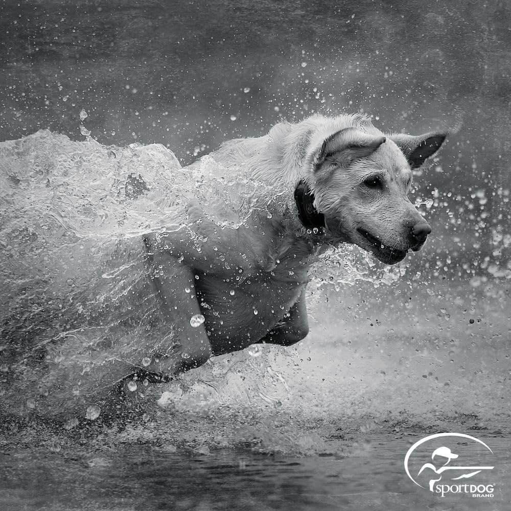 Sportdog Tek, Serie 2.0, Collare per Cani
