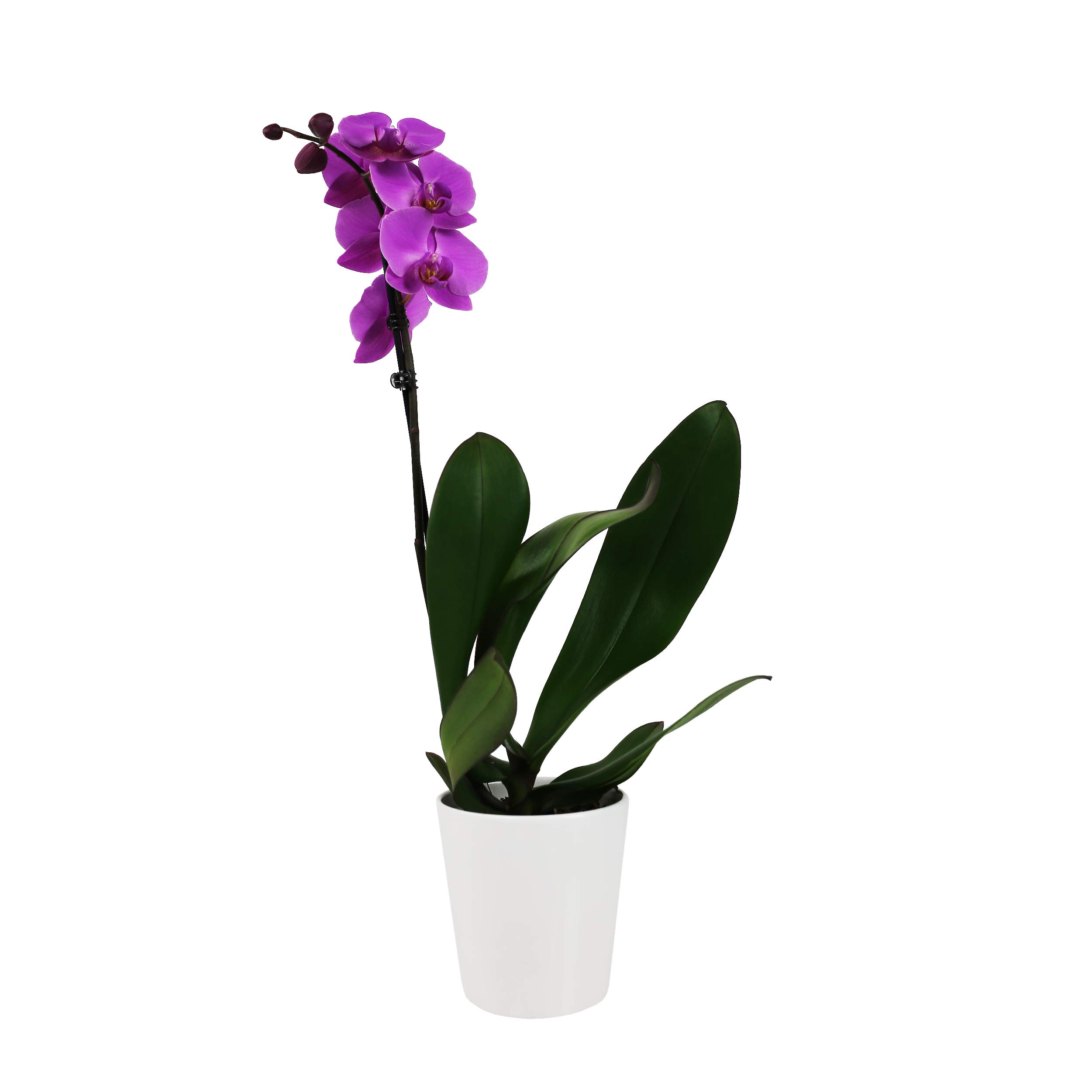 Plants & Blooms Shop PB121 Orchid, 5", Pink