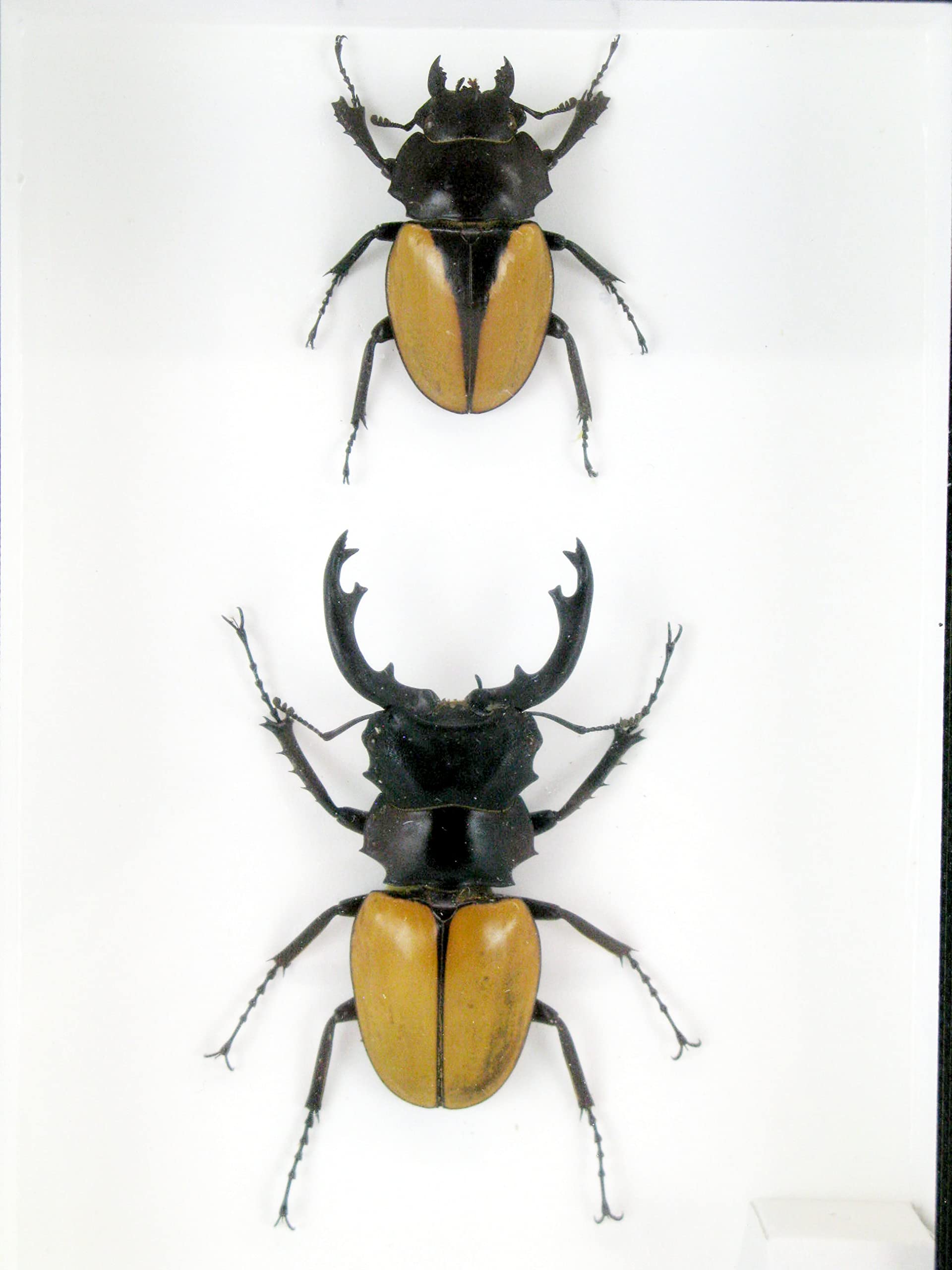 Veramente preparate e gigantesche insetti, cicale e bruchi in espositore in legno dietro vetro (2 Odotolabis elegans chiuse)