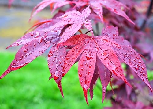Miniatura 7 de Twombleys Red Sentinel Japanese Maple 2 - Año Árbol vivo