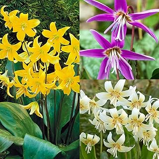 6X Erythronium Mix Colour TopSize Bulbs -Dogs Tooth Violets- Spring Flowering Garden Bulbs-Flowering Plants Bulbs-Spring Flowering Plants Bulbs, Ready for Planting Now