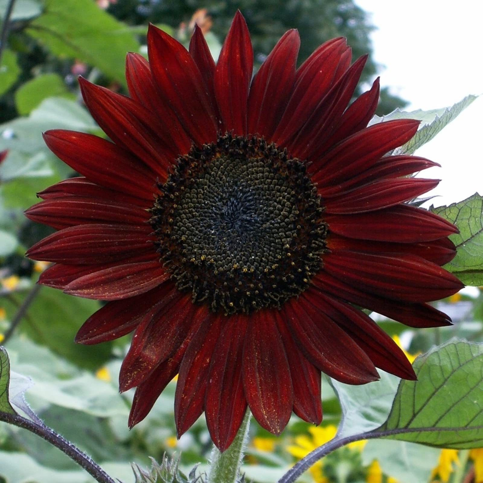 Sehr Exklusiv, Gartendeko FüR DraußEn, Nachhaltige Geschenke, Super Kollektion, Schnell-Wachsend, Gartendekoration,-2500 sonnenblumen-i