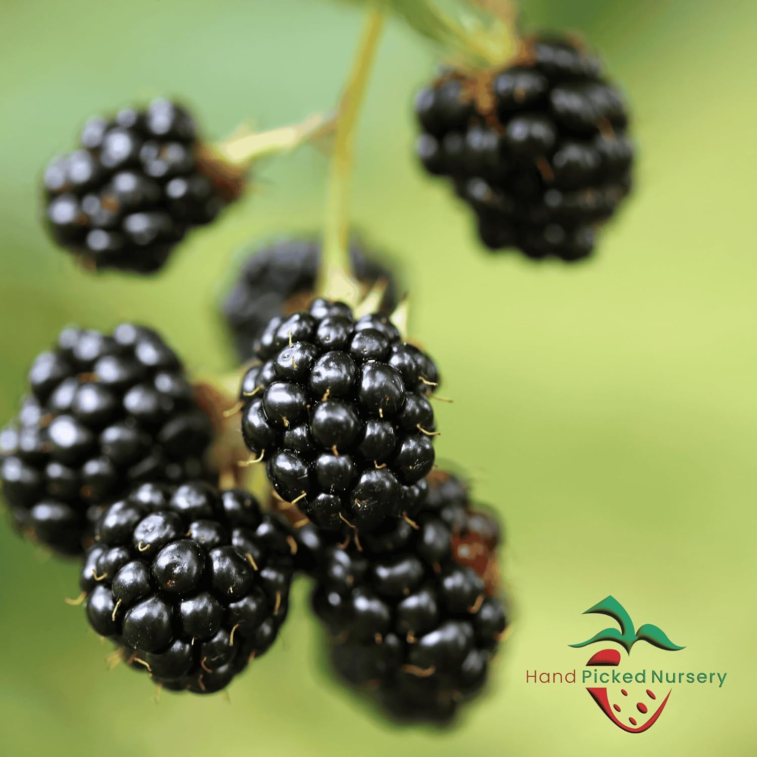 BlackBerry Plants, 'Caddo' BlackBerry Plants - Consistently High Yields! Thornless and Upright Growing Blackberries from Hand Picked Nursery (3)