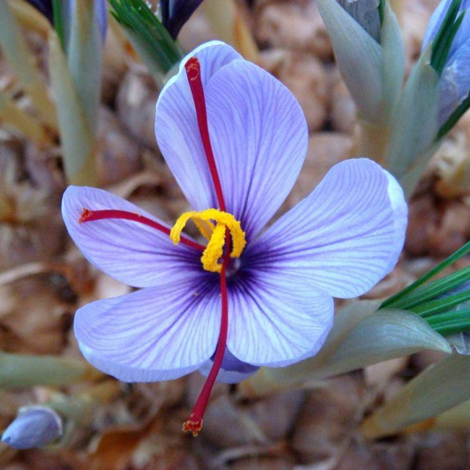 Amazon Co Jp 自家土壌栽培植物 緑化 ホームホーム 庭の植栽 小さくて繊細な花 美しい家の植物 切り花 サフラン球根 観賞植物 香り 15 球根 ホーム キッチン Amazon Co Jp 自家土壌栽培植物 緑化 ホームホーム 庭の植栽 小さくて繊細な花 美しい家の植物 切り花 サフラン球根 観賞植物 香り 15 球根 ホーム キッチン