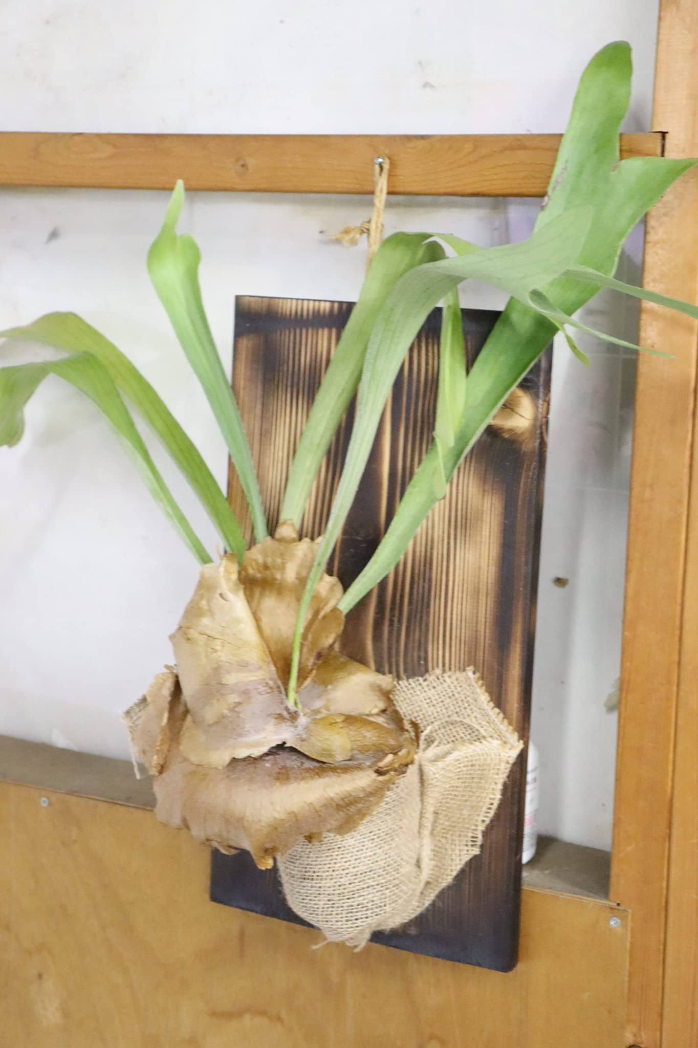 Amazon｜PURIZA 希少植物 ビカクシダ (コウモリラン) 板付け仕立て 